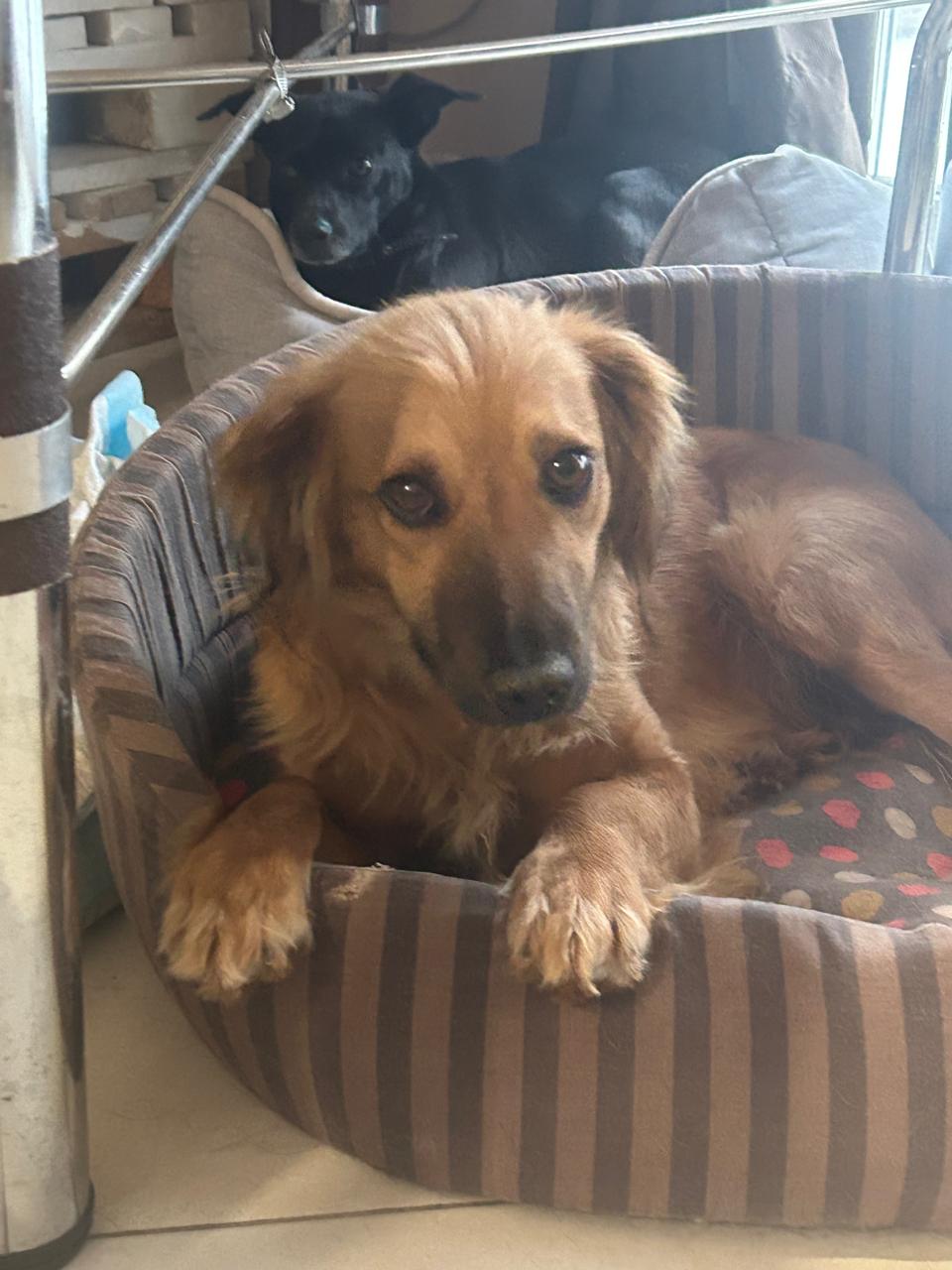 Chiens à adopter